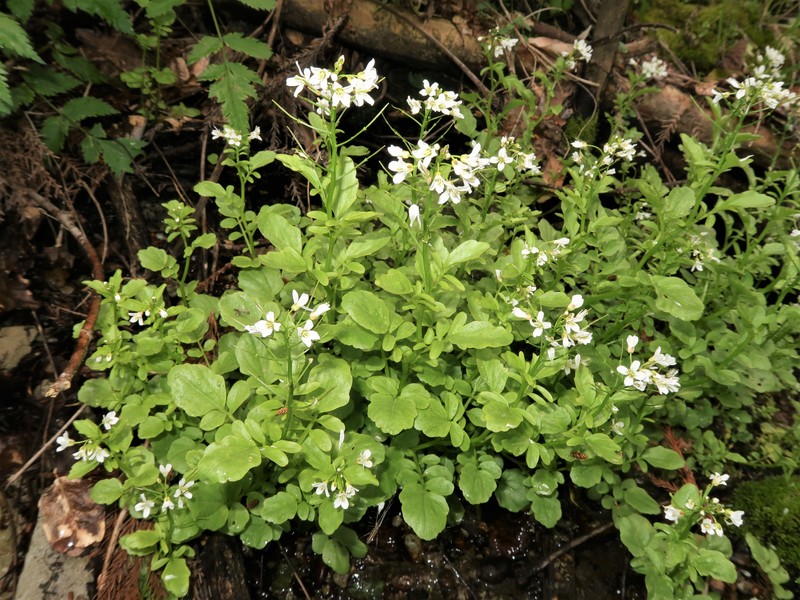 Cardamine niigatensis photo 8