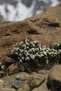 Cardamine nipponica