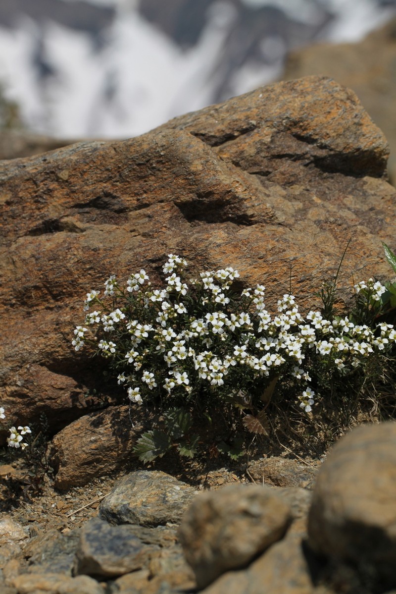 Cardamine nipponica