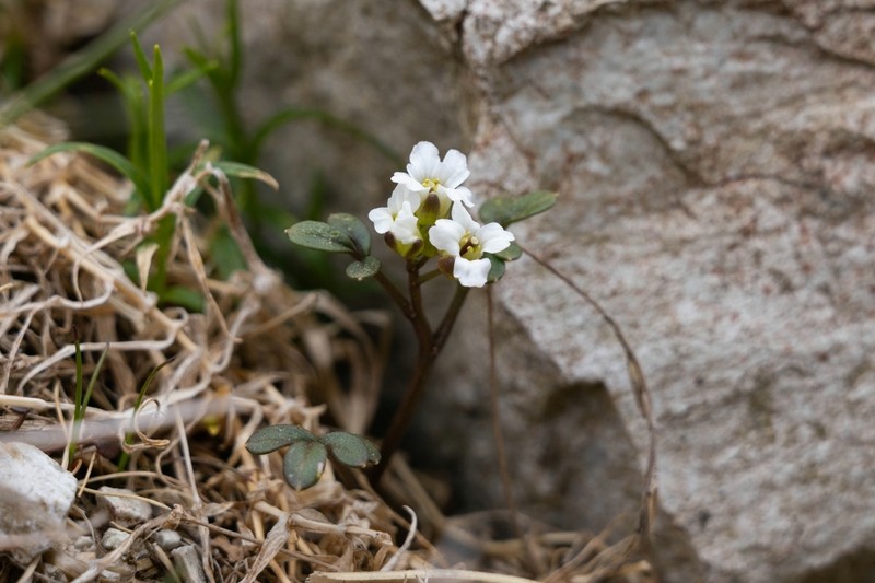 Cardamine nipponica photo 2