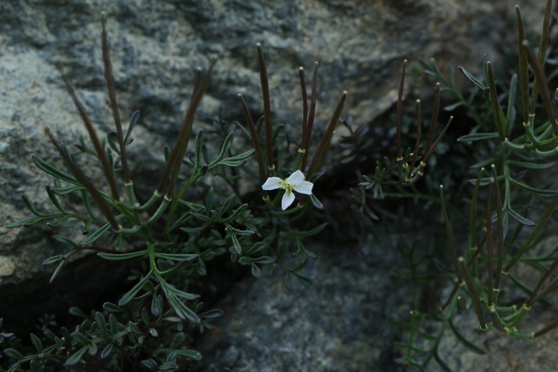 Cardamine nipponica photo 3
