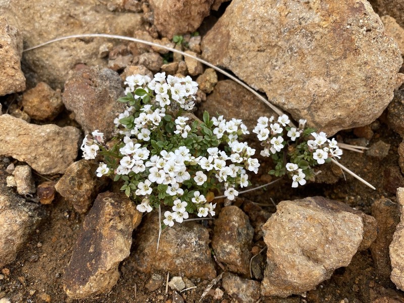 Cardamine nipponica photo 5