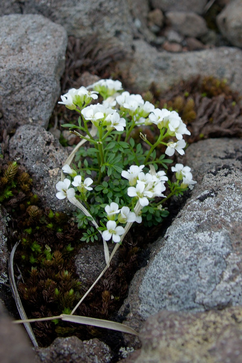 Cardamine nipponica photo 6