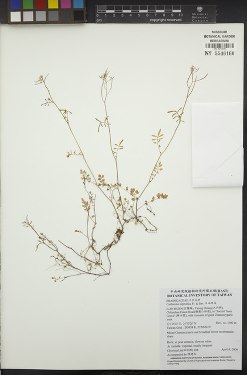 Cardamine nipponica photo 7
