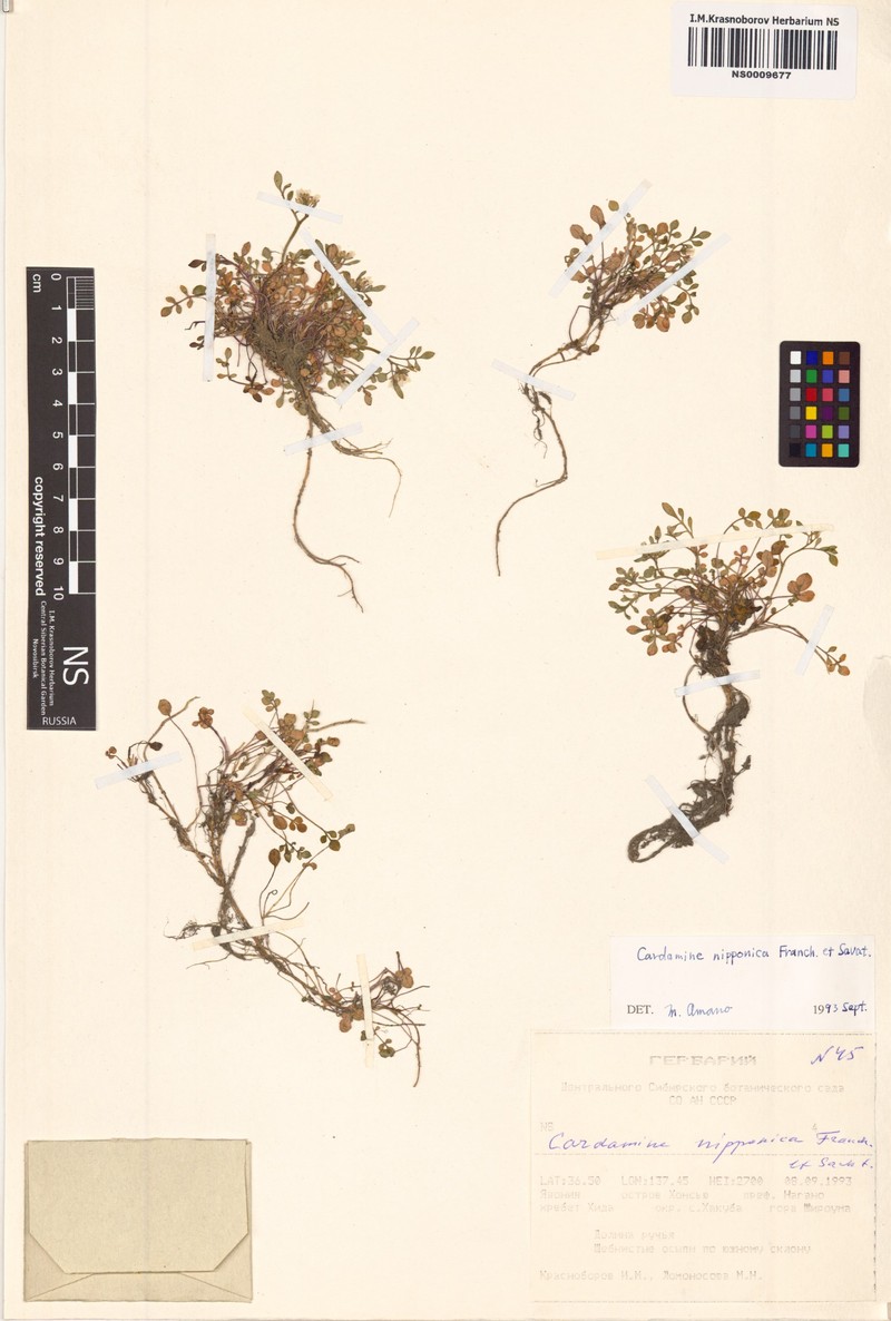 Cardamine nipponica photo 8