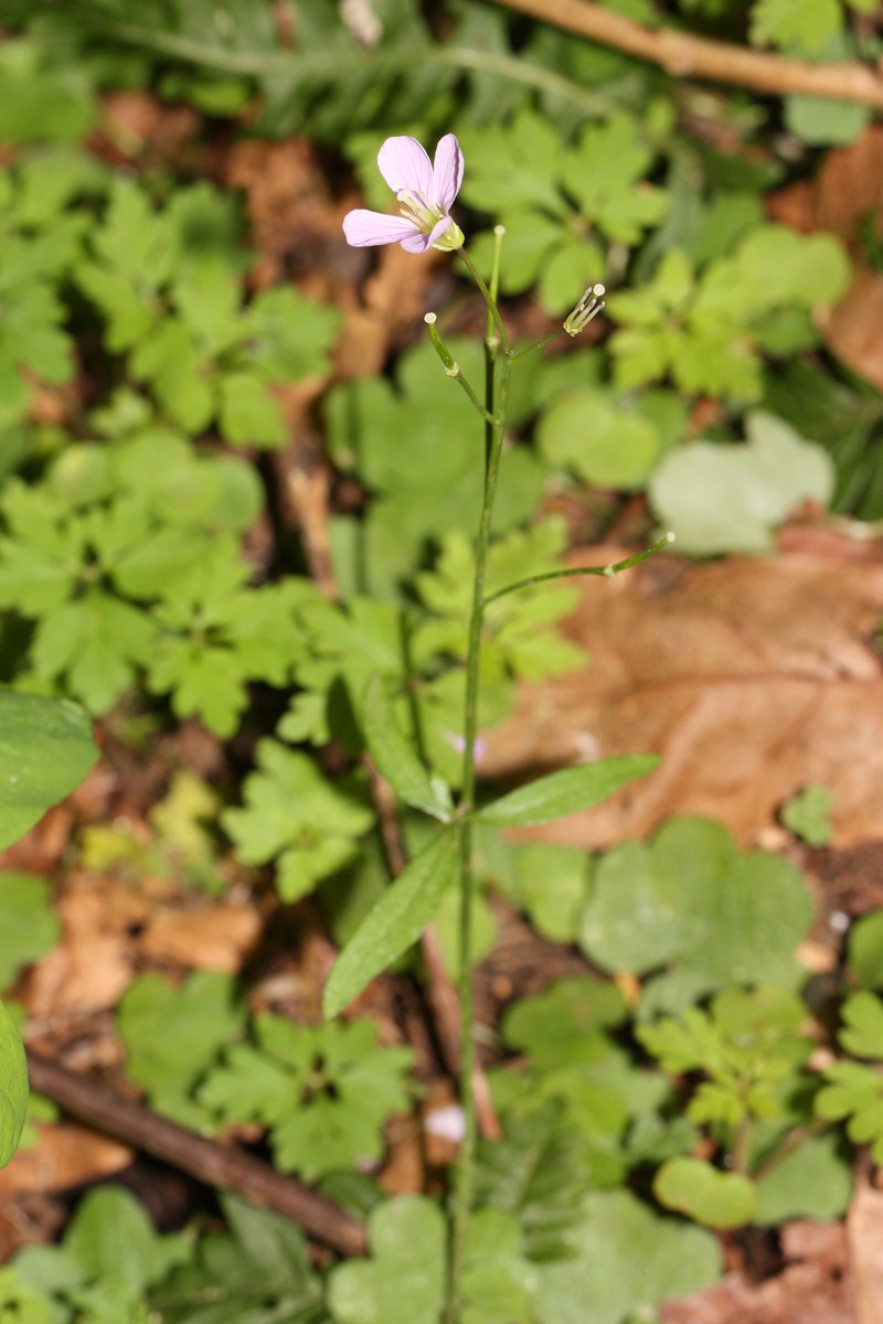 Nuttall's Toothwort