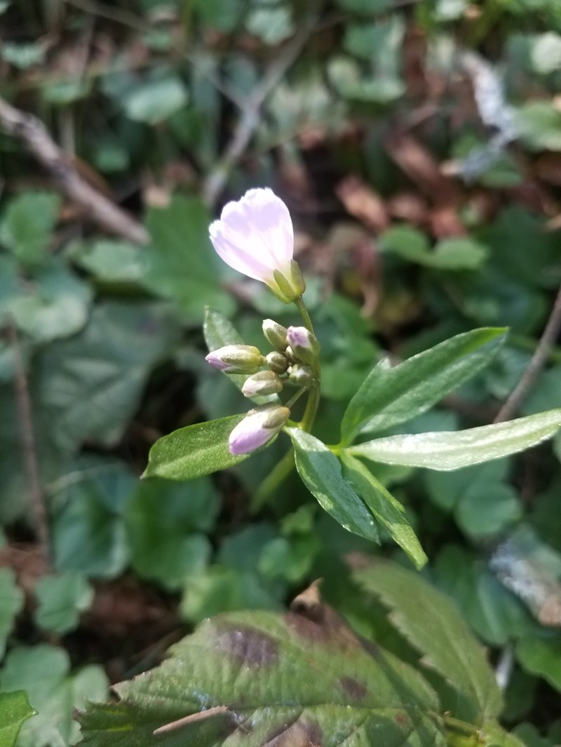 Nuttall's Toothwort photo 3