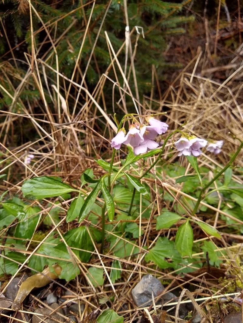 Nuttall's Toothwort photo 4