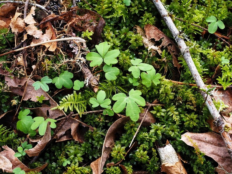 Nuttall's Toothwort photo 6