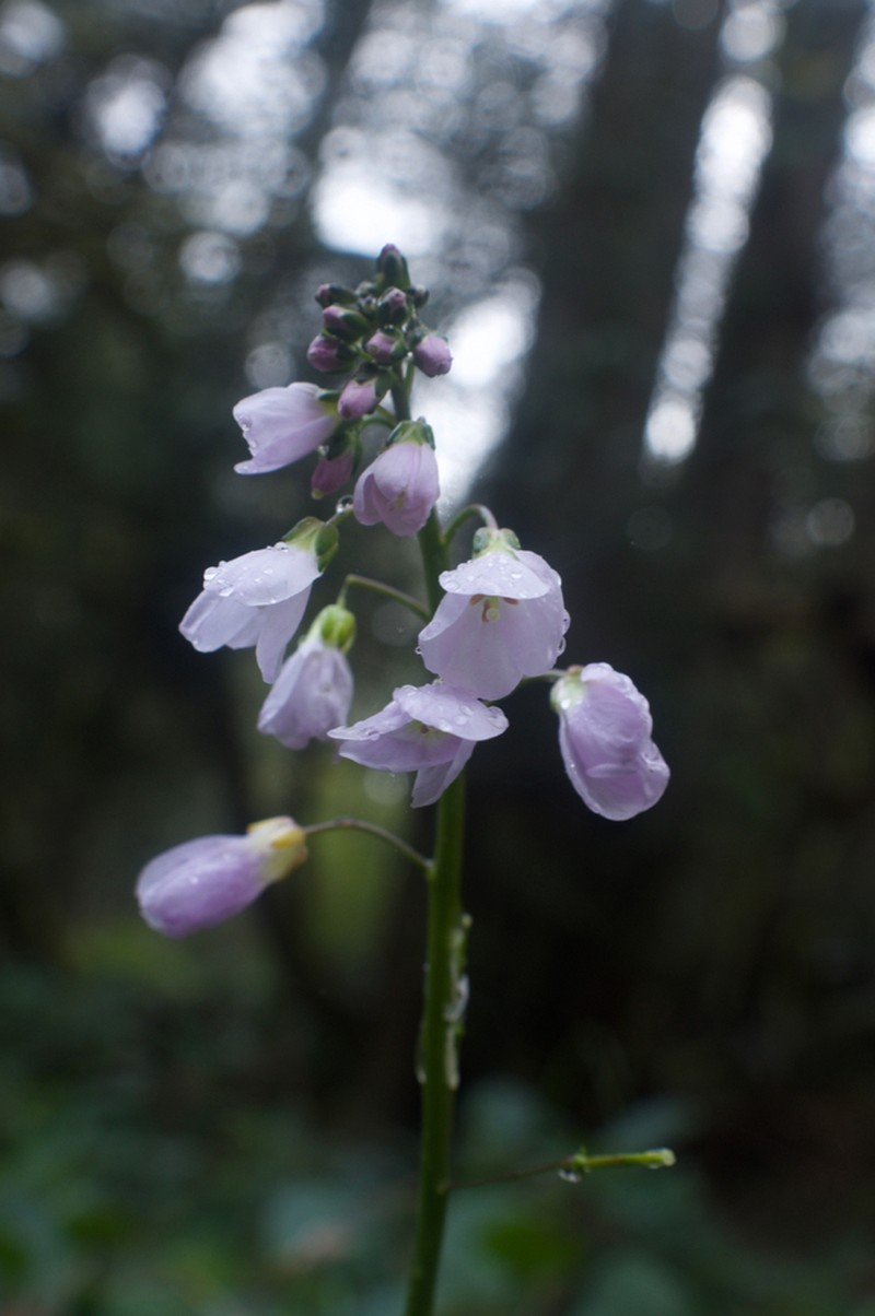 Nuttall's Toothwort photo 7
