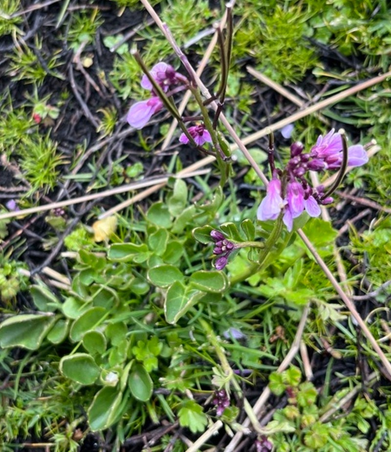 Cardamine obliqua