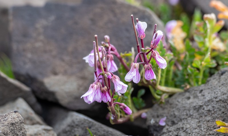 Cardamine obliqua photo 2