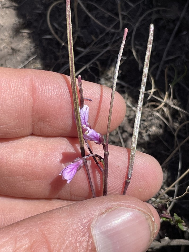 Cardamine obliqua photo 3