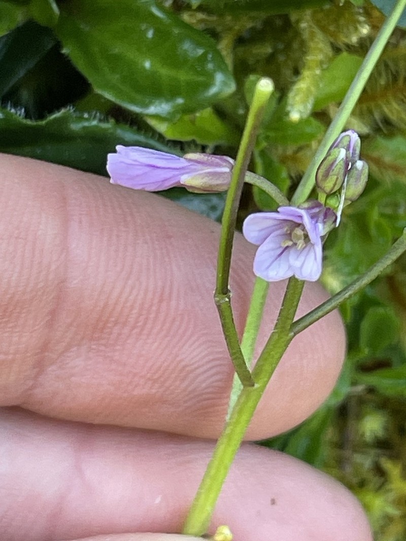 Cardamine obliqua photo 4