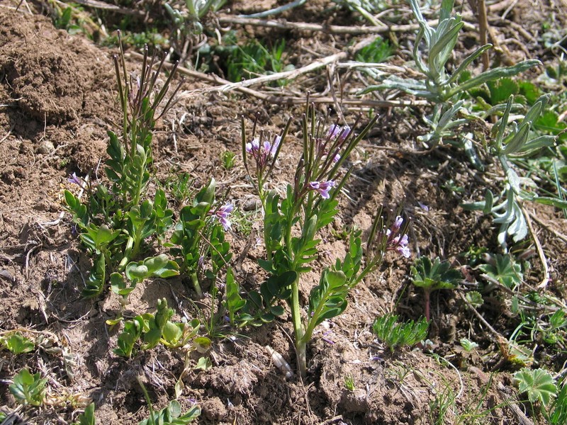 Cardamine obliqua photo 5