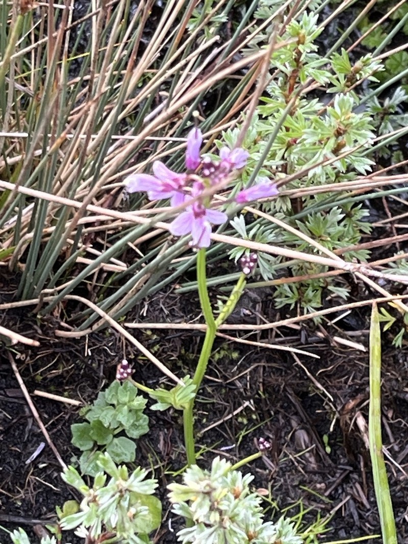 Cardamine obliqua photo 6