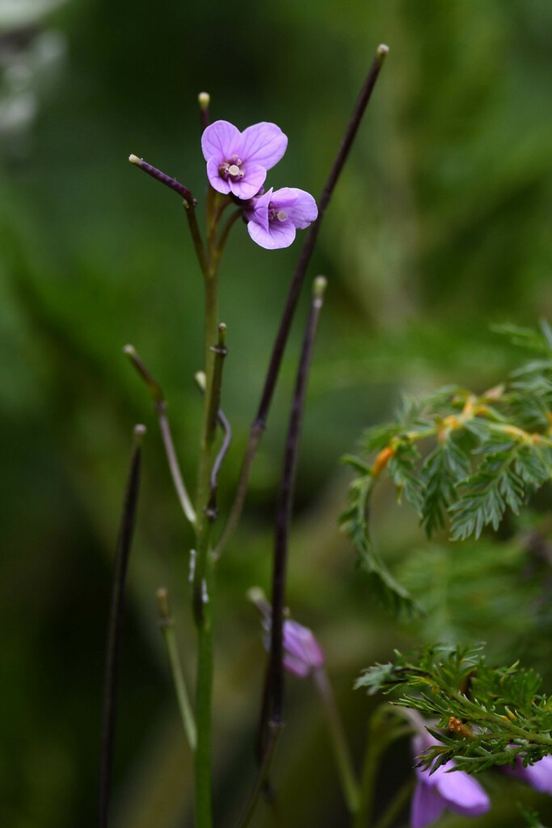 Cardamine obliqua photo 7