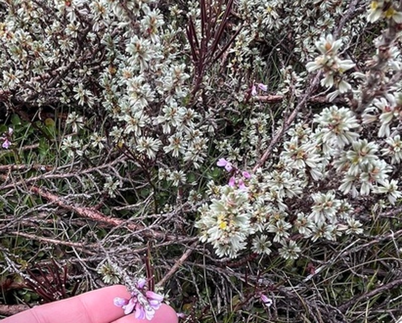 Cardamine obliqua photo 8