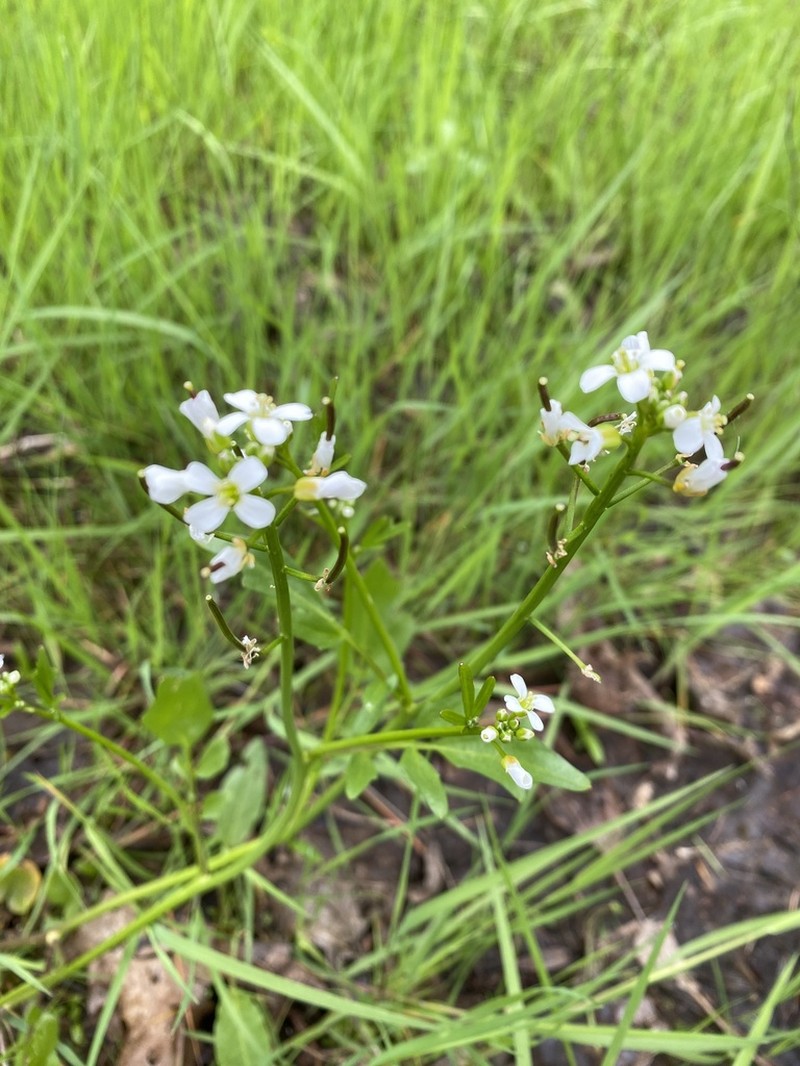 Big Western Bittercress
