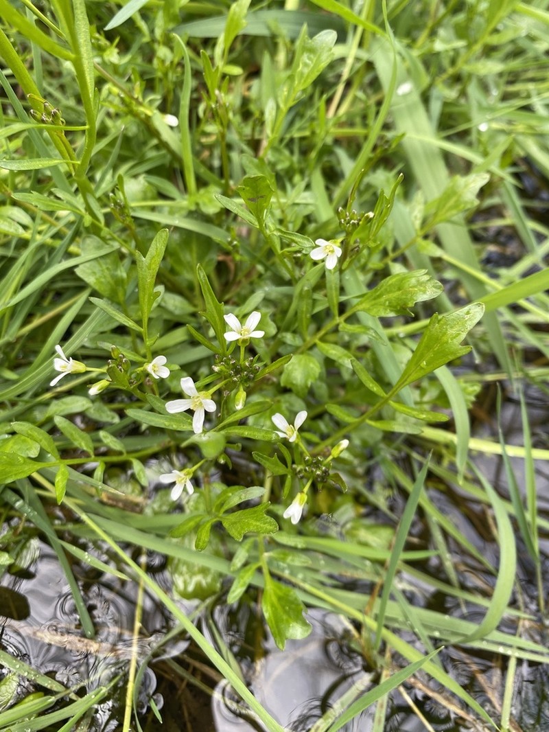 Big Western Bittercress photo 2