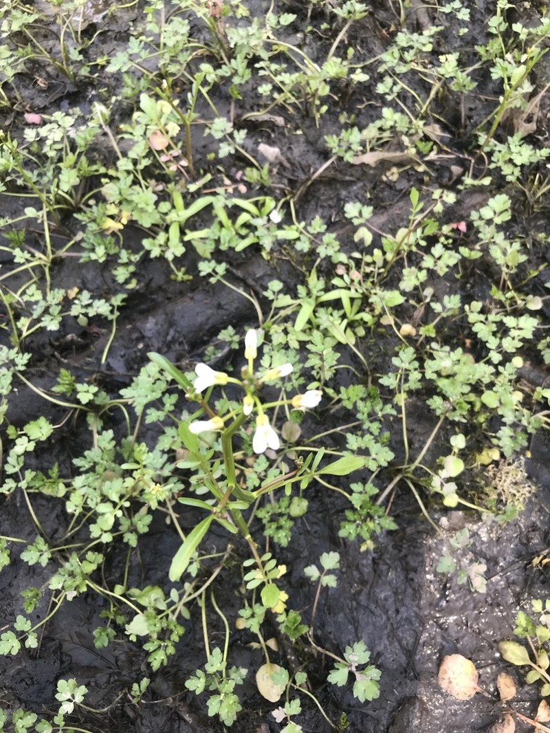 Big Western Bittercress photo 3