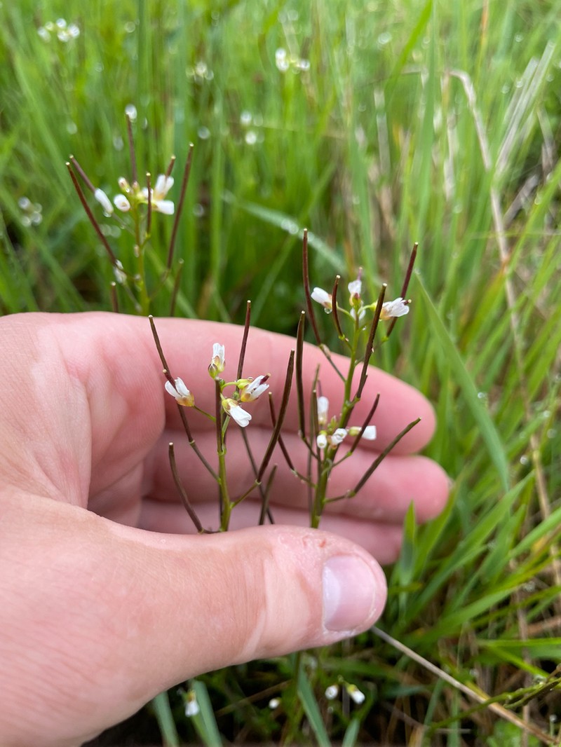 Big Western Bittercress photo 4