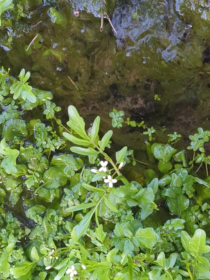 Big Western Bittercress photo 6