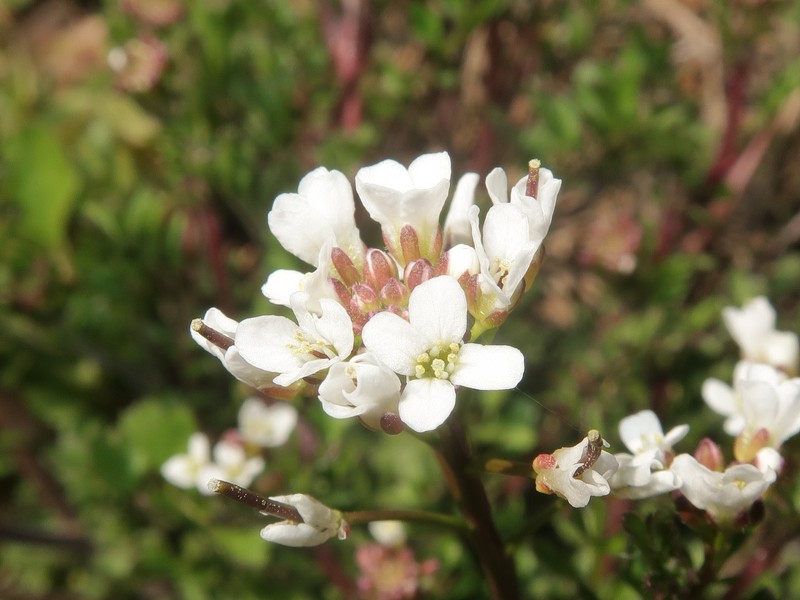Cardamine occulta