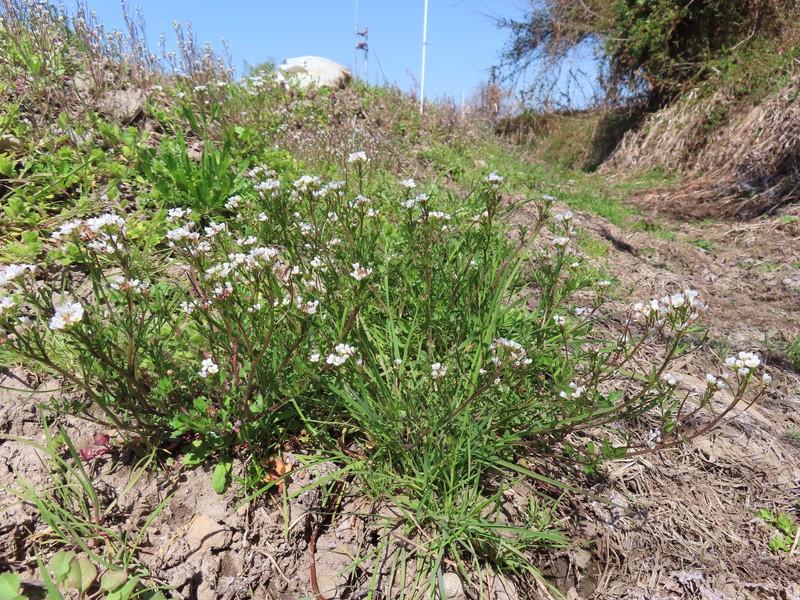 Cardamine occulta photo 2