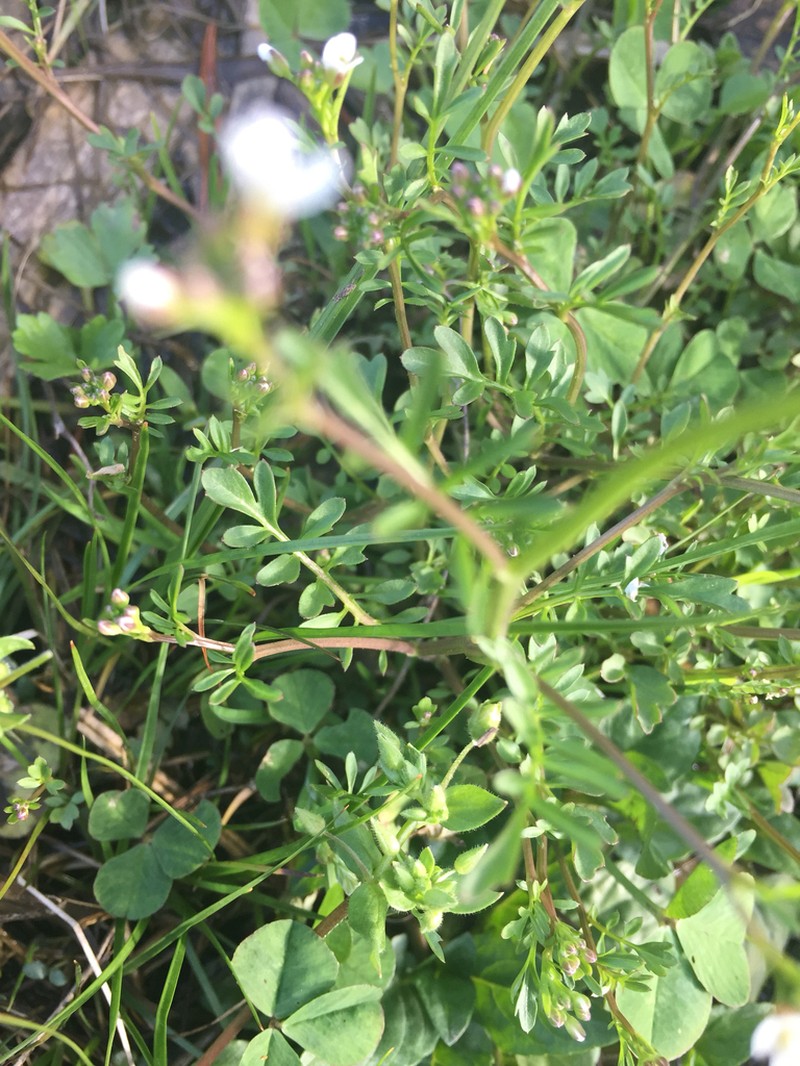 Cardamine occulta photo 3