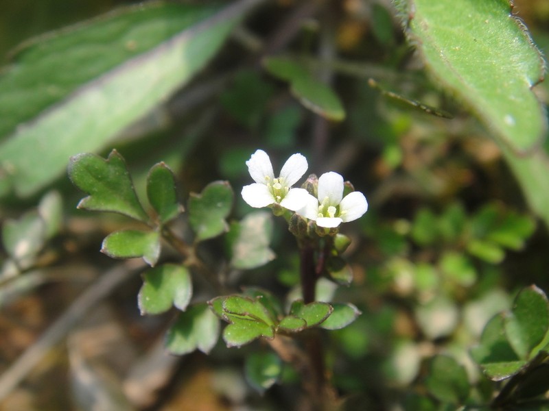 Cardamine occulta photo 4