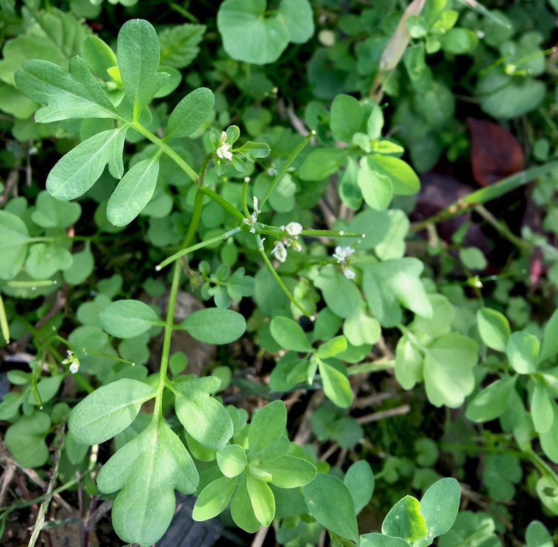 Cardamine occulta photo 5