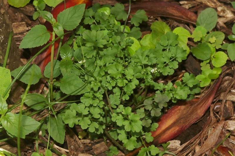 Cardamine occulta photo 6