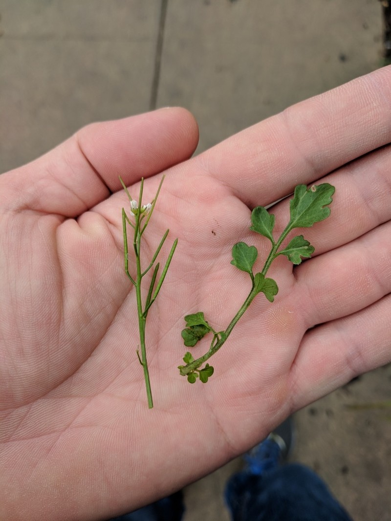 Cardamine occulta photo 7