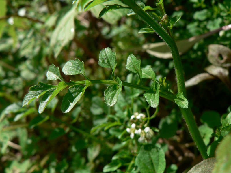 Little Western Bittercress photo 2
