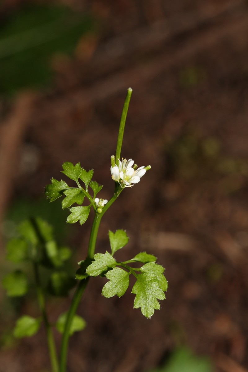 Little Western Bittercress