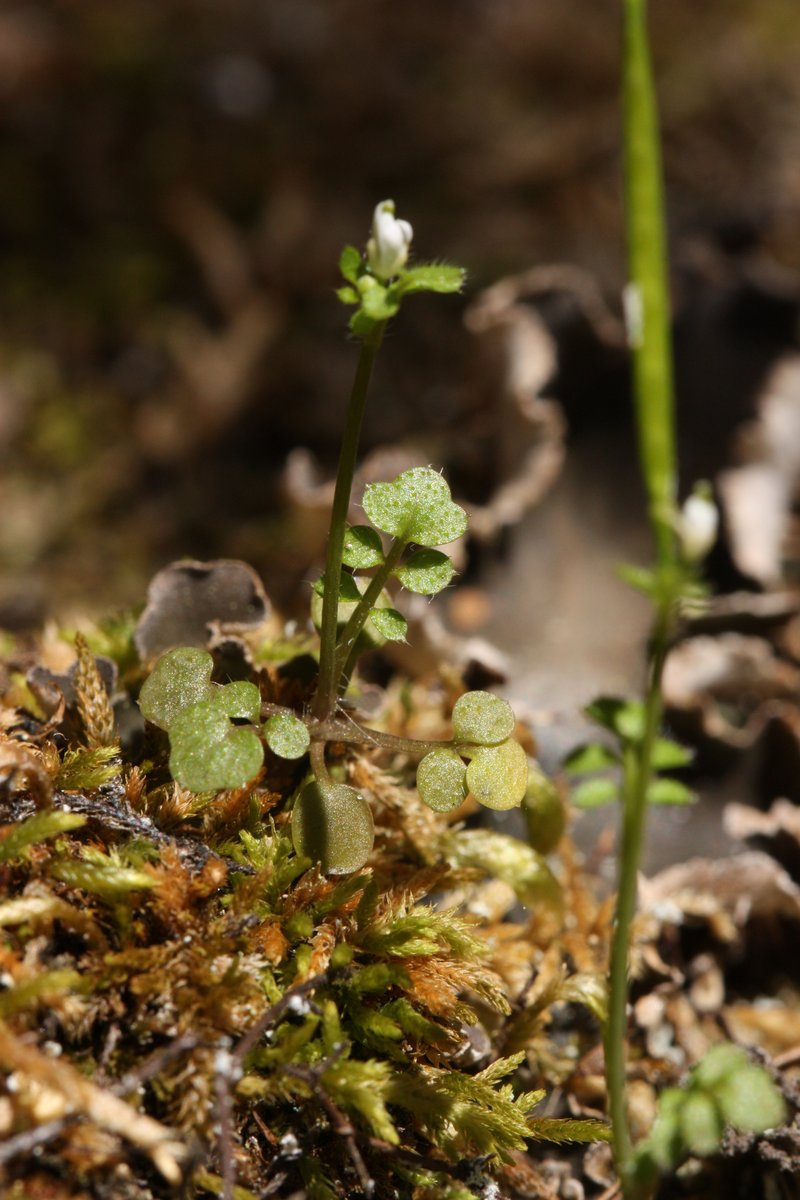 Little Western Bittercress photo 3