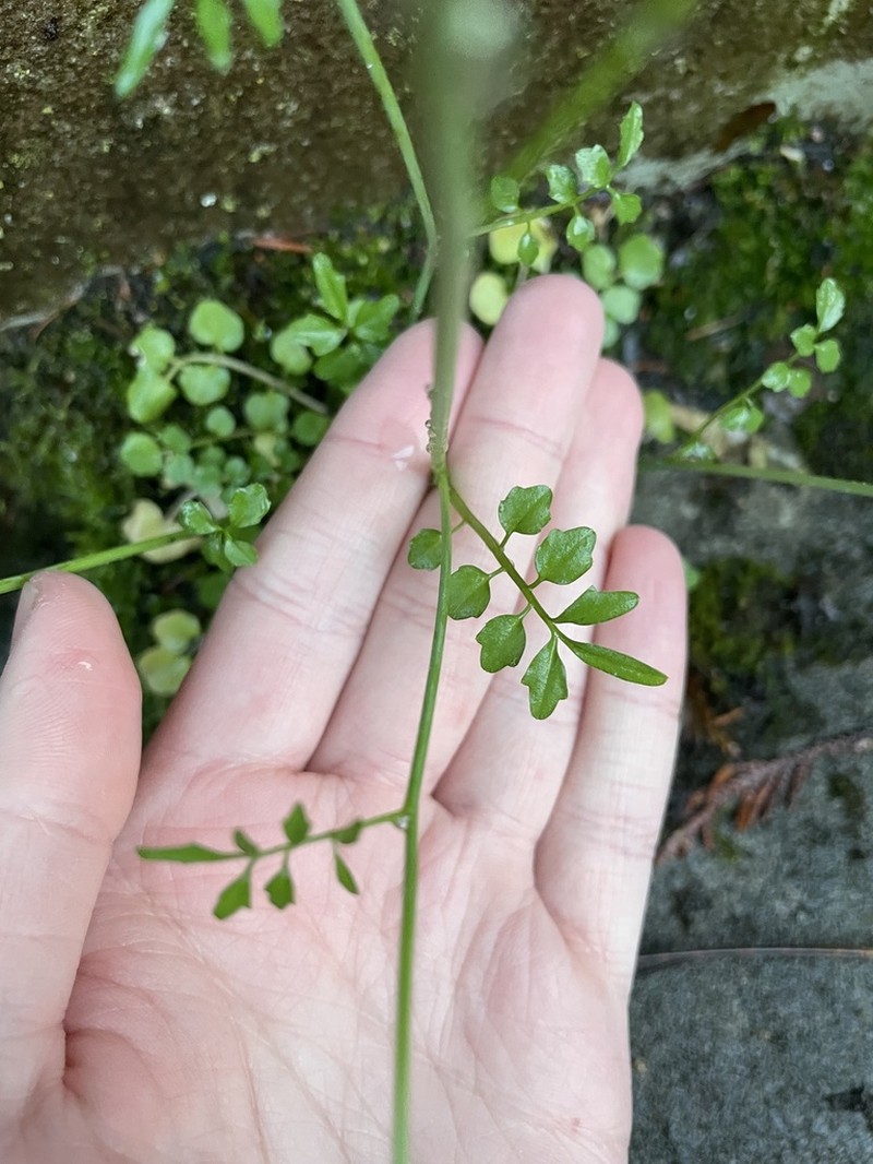 Little Western Bittercress photo 4