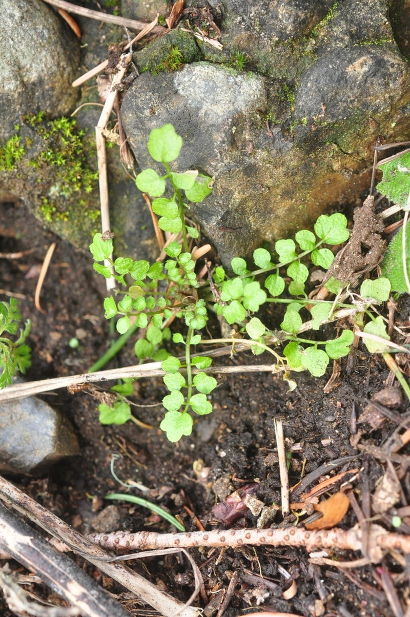 Little Western Bittercress photo 5