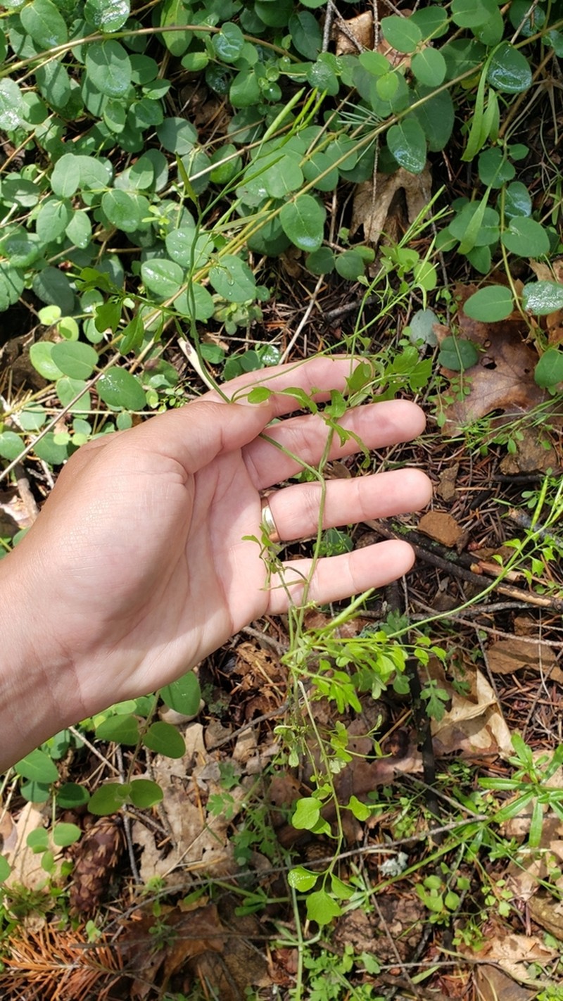Little Western Bittercress photo 6