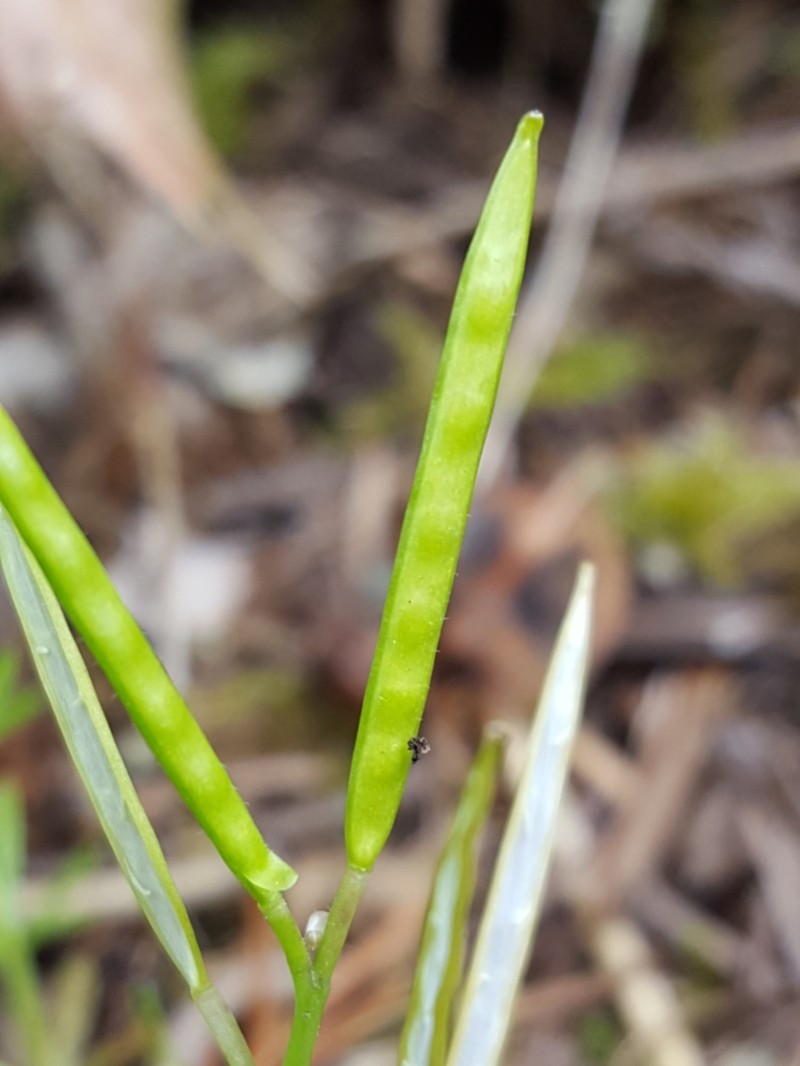 Little Western Bittercress photo 7