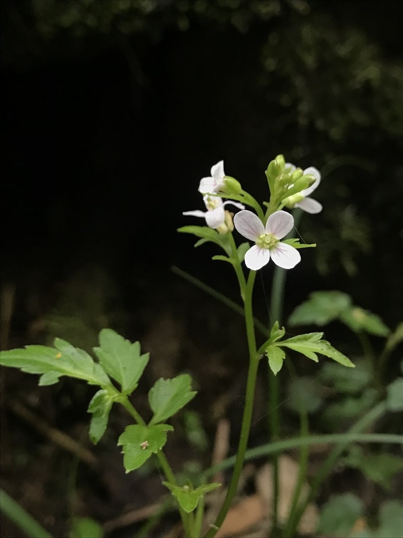 Cardamine ovata photo 2