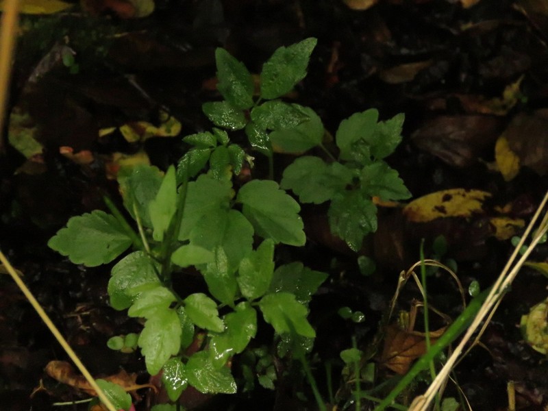 Cardamine ovata photo 3