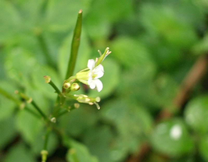 Cardamine ovata photo 4