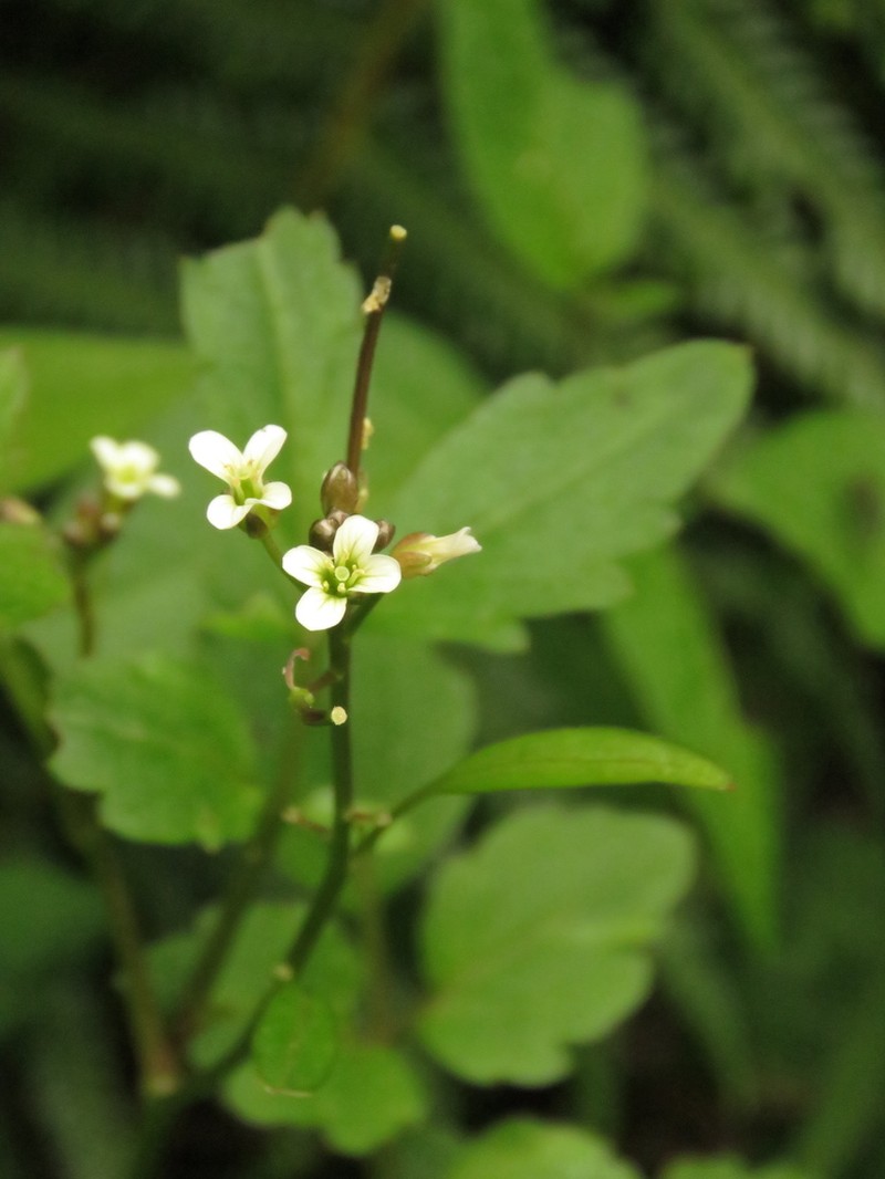 Cardamine ovata photo 5