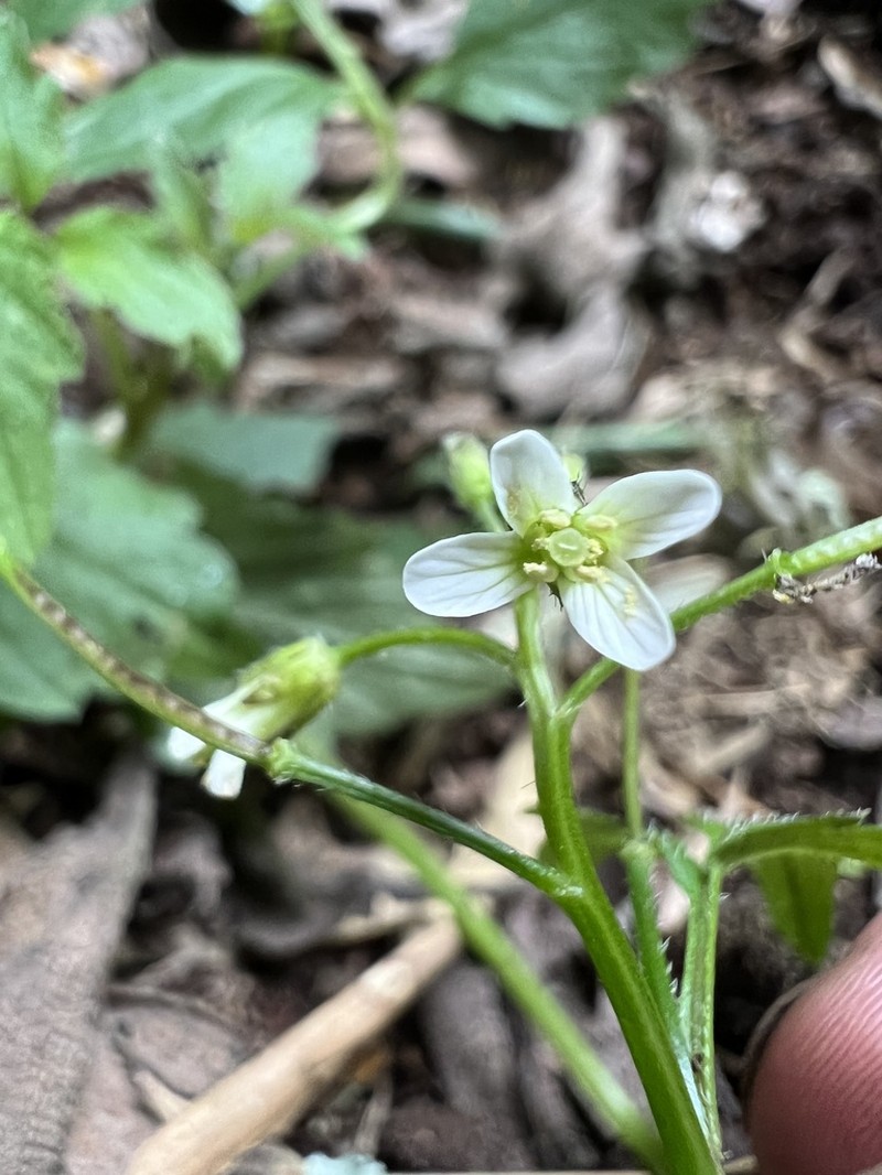 Cardamine ovata photo 6