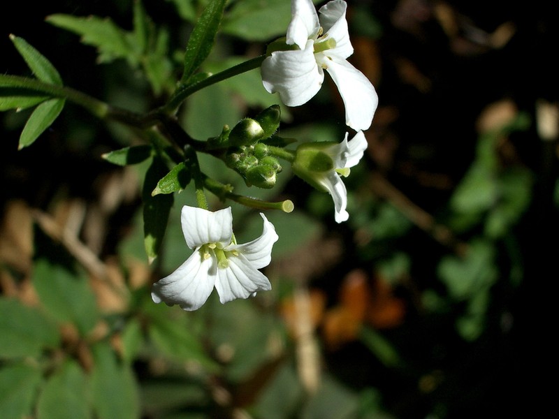 Cardamine ovata photo 7