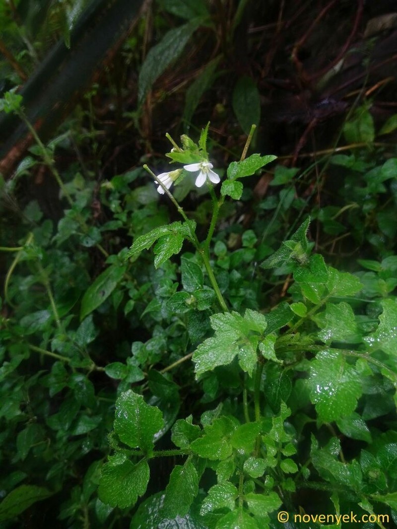 Cardamine ovata photo 8