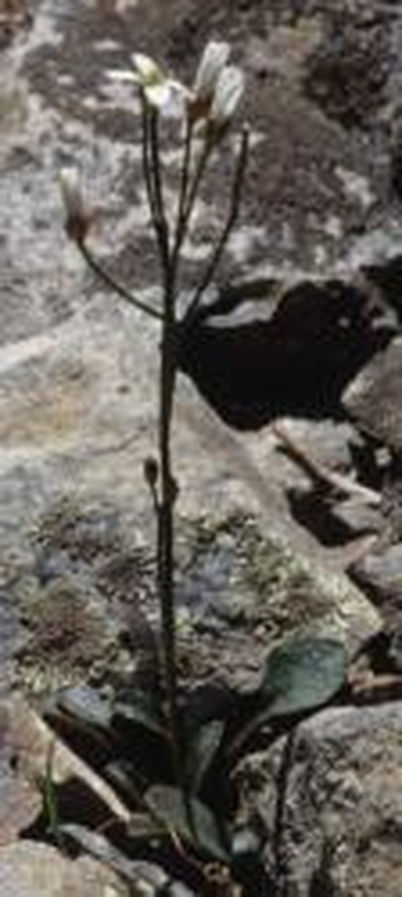 Cardamine pachyphylla