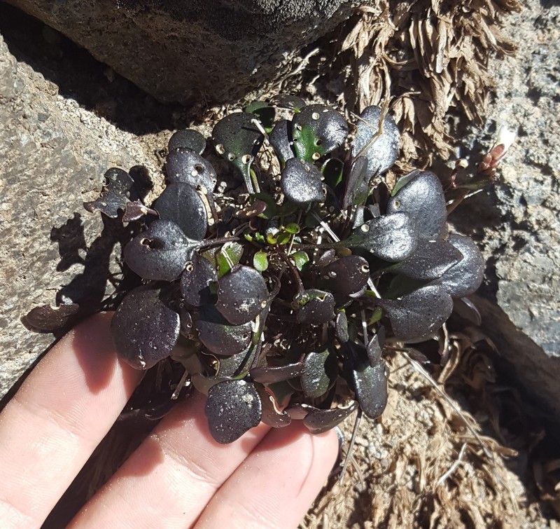 Cardamine pachyphylla photo 2
